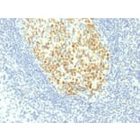 Immunohistochemistry - Anti-MCM7 Antibody [MCM7/1467] (A249301) - Antibodies.com