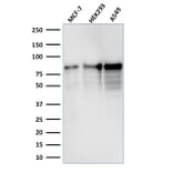 Western Blot - Anti-MCM7 Antibody [MCM7/1467] (A249301) - Antibodies.com