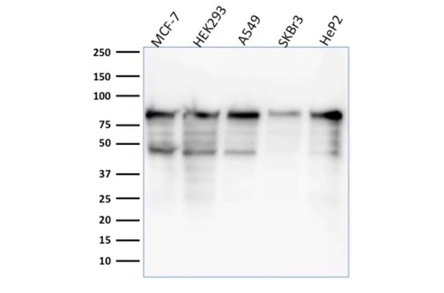 Western Blot - Anti-MCM7 Antibody [MCM7/1468] (A249302) - Antibodies.com