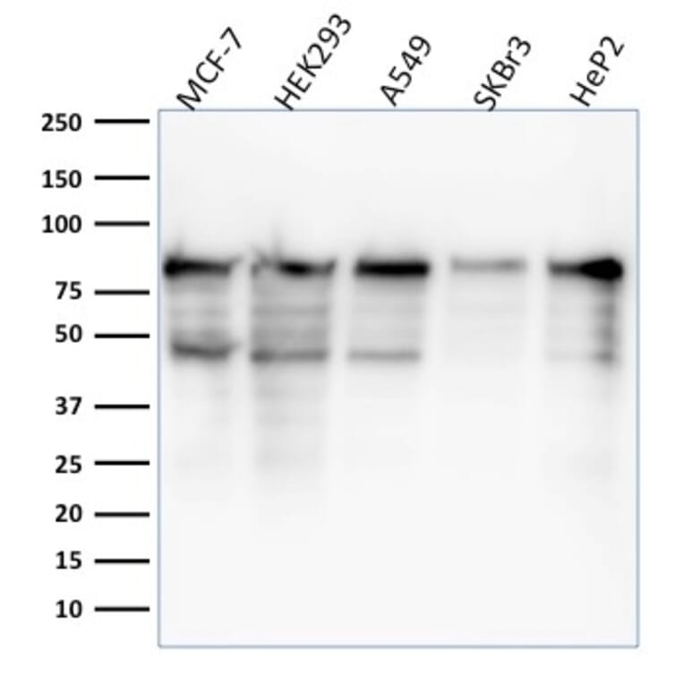 Western Blot - Anti-MCM7 Antibody [MCM7/1468] (A249302) - Antibodies.com
