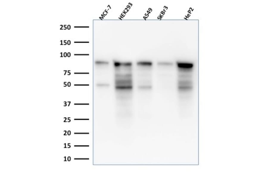 Western Blot - Anti-MCM7 Antibody [MCM7/1469] (A249303) - Antibodies.com