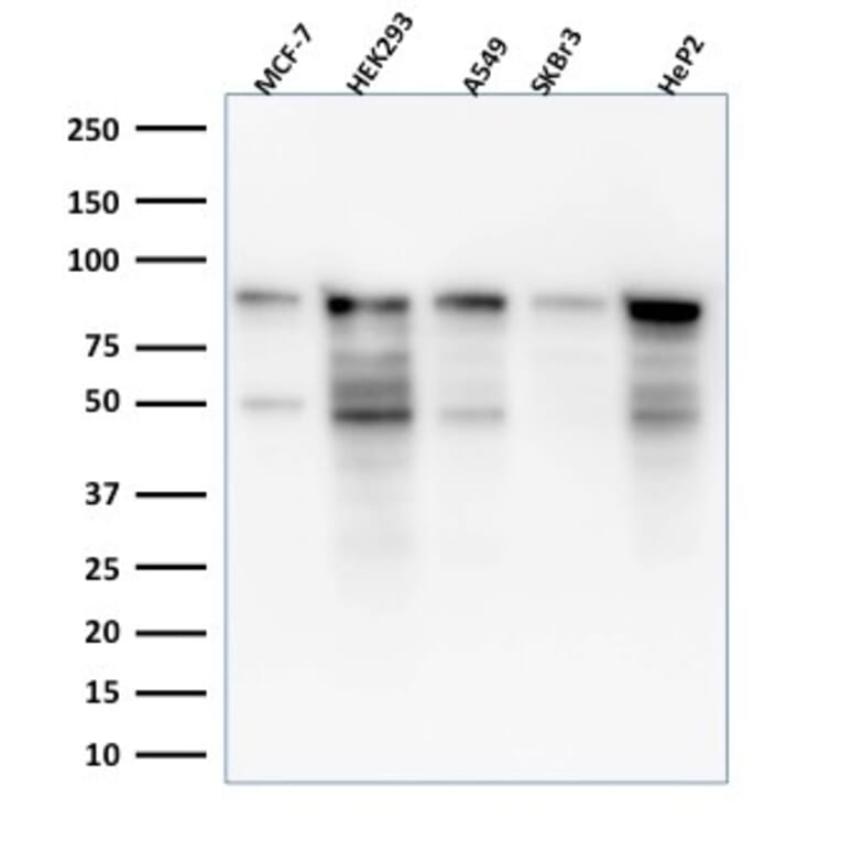 Western Blot - Anti-MCM7 Antibody [MCM7/1469] (A249303) - Antibodies.com