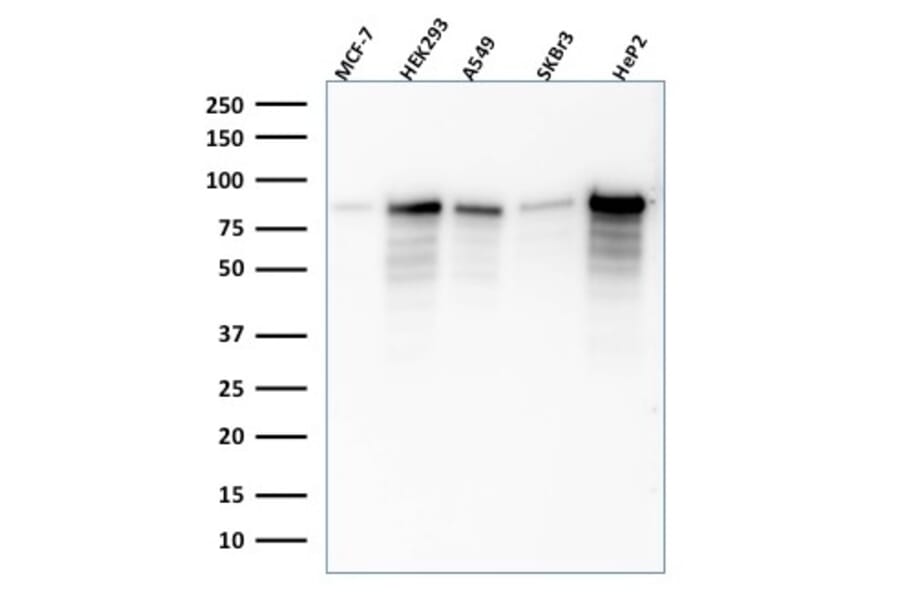 Western Blot - Anti-MCM7 Antibody [SPM379] (A249304) - Antibodies.com