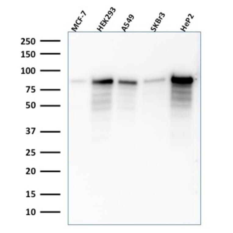 Western Blot - Anti-MCM7 Antibody [SPM379] (A249304) - Antibodies.com