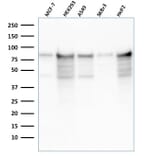 Western Blot - Anti-MCM7 Antibody [rMCM7/1468] (A249305) - Antibodies.com