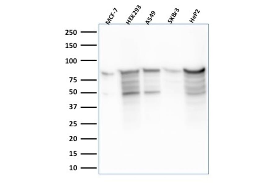 Western Blot - Anti-MCM7 Antibody [MCM7/2756R] (A249306) - Antibodies.com