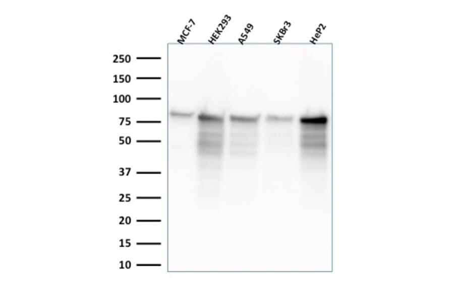 Western Blot - Anti-MCM7 Antibody [MCM7/2832R] (A249307) - Antibodies.com
