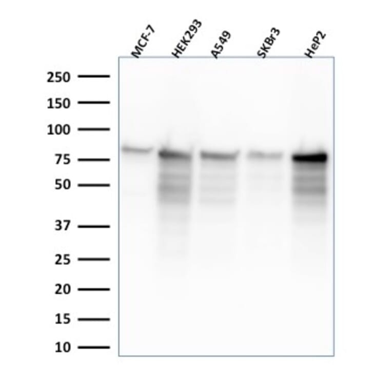 Western Blot - Anti-MCM7 Antibody [MCM7/2832R] (A249307) - Antibodies.com