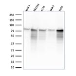 Western Blot - Anti-MCM7 Antibody [MCM7/2832R] (A249307) - Antibodies.com