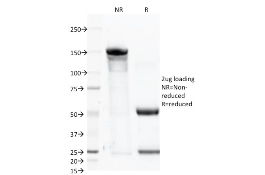 SDS-PAGE - Anti-CD46 Antibody [122.2] (A249308) - Antibodies.com