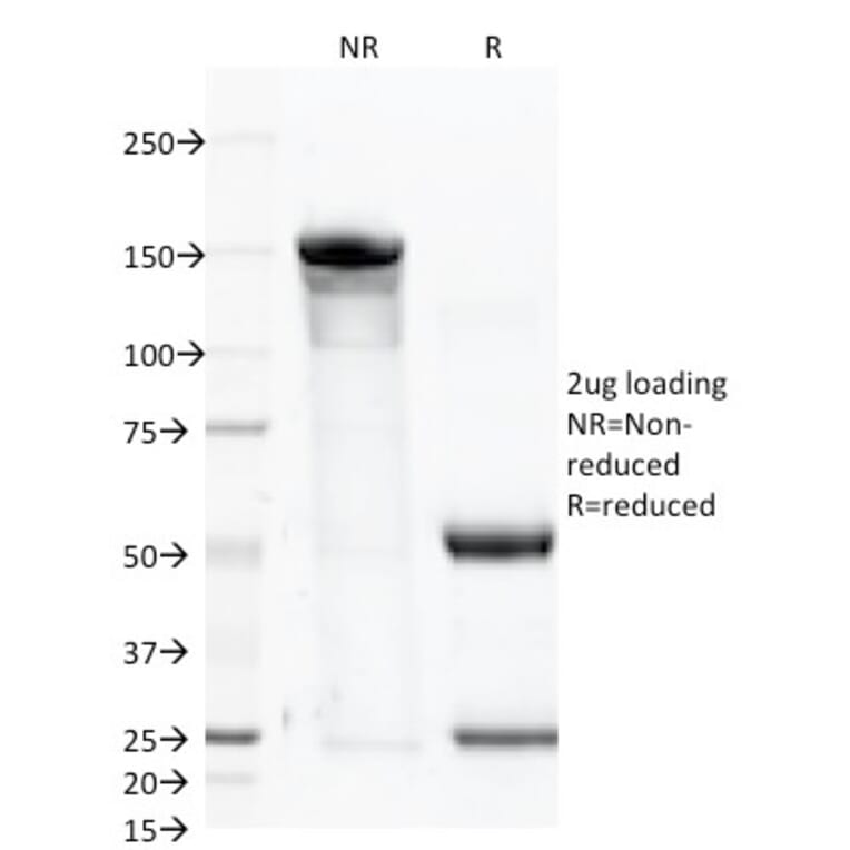 SDS-PAGE - Anti-CD46 Antibody [122.2] (A249308) - Antibodies.com