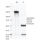 SDS-PAGE - Anti-CD46 Antibody [122.2] (A249308) - Antibodies.com