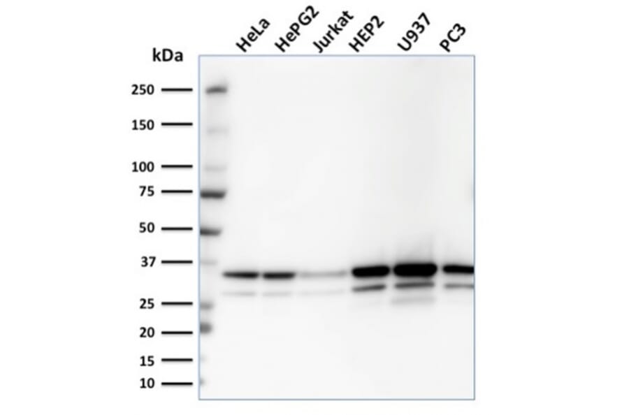 Western Blot - Anti-MDH1 Antibody [CPTC-MDH1-1] (A249311) - Antibodies.com