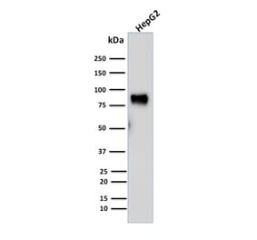 Western Blot - Anti-MDM2 Antibody [SMP14] (A249312) - Antibodies.com