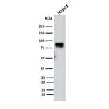 Western Blot - Anti-MDM2 Antibody [SMP14] (A249312) - Antibodies.com