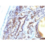 Immunohistochemistry - Anti-MAP3K1 Antibody [2F6] (A249314) - Antibodies.com