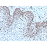 Immunohistochemistry - Anti-MAP3K1 Antibody [2F6] (A249313) - Antibodies.com