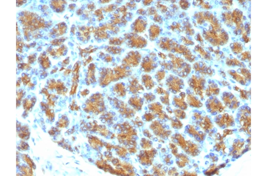 Immunohistochemistry - Anti-Milk Fat Globule Antibody [MFG-06] (A249315) - Antibodies.com