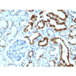 Immunohistochemistry - Anti-Milk Fat Globule Antibody [MFG-06] (A249315) - Antibodies.com