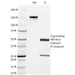 SDS-PAGE - Anti-Milk Fat Globule Antibody [MFG-06] (A249315) - Antibodies.com