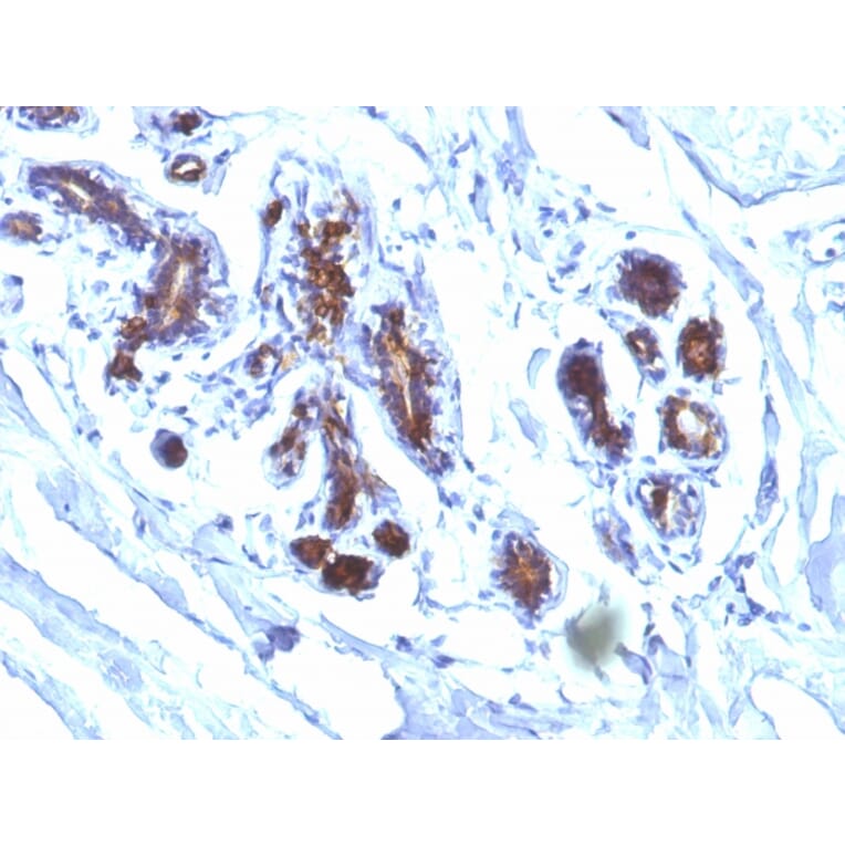 Immunohistochemistry - Anti-Milk Fat Globule Antibody [EDM45] (A249316) - Antibodies.com
