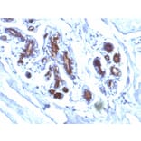 Immunohistochemistry - Anti-Milk Fat Globule Antibody [EDM45] (A249316) - Antibodies.com