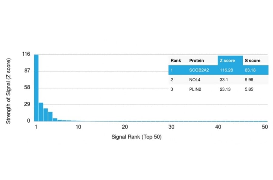 Protein Array - Anti-Mammaglobin A Antibody [SPM518] (A249319) - Antibodies.com