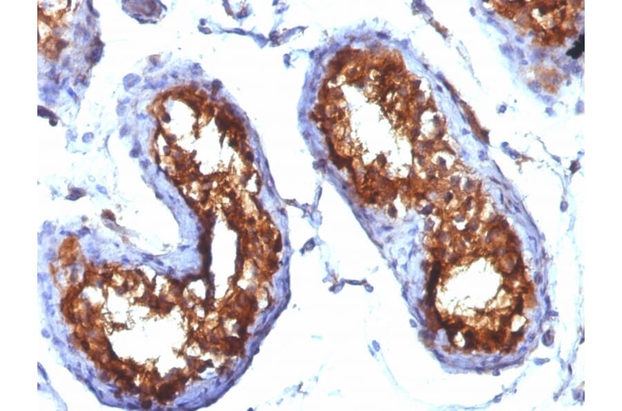 Immunohistochemistry - Anti-CD99 Antibody [MIC2/877] (A249330) - Antibodies.com