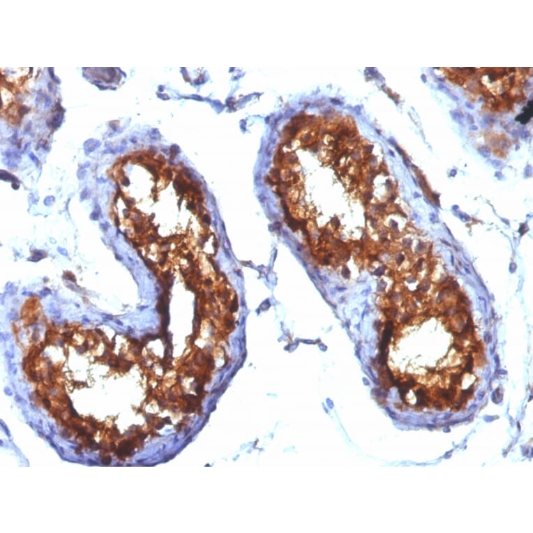 Immunohistochemistry - Anti-CD99 Antibody [MIC2/877] (A249330) - Antibodies.com