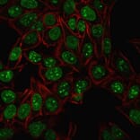 Immunofluorescence - Anti-Ki67 Antibody [MKI67/2461] (A249342) - Antibodies.com