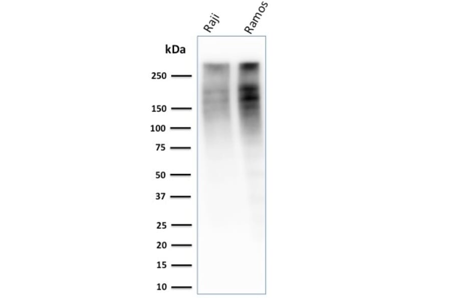 Western Blot - Anti-Ki67 Antibody [MKI67/2461] (A249342) - Antibodies.com