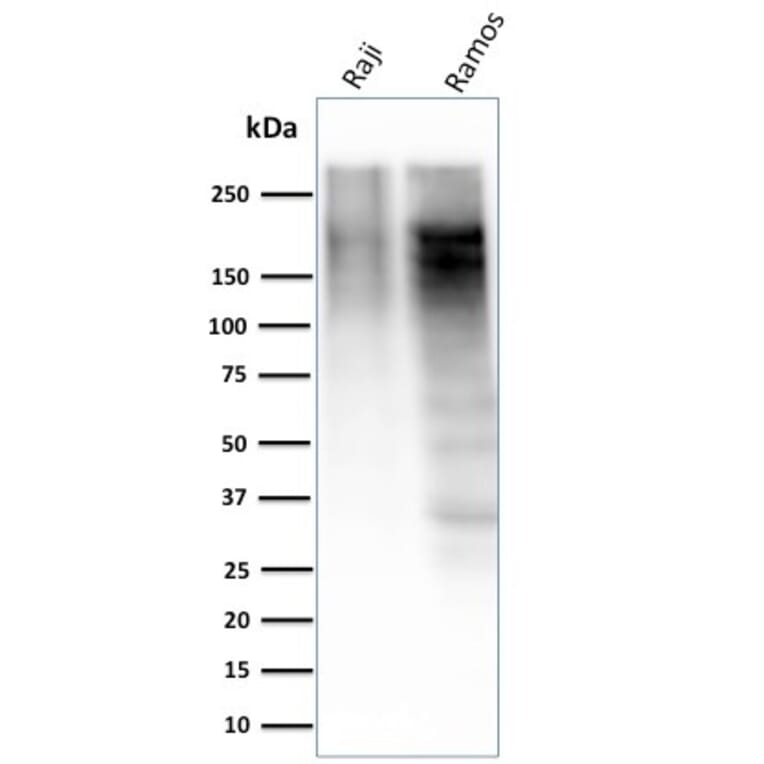 Western Blot - Anti-Ki67 Antibody [MKI67/2463] (A249346) - Antibodies.com