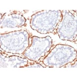 Immunohistochemistry - Anti-CD10 Antibody [MME/1870] (A249353) - Antibodies.com