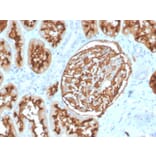Immunohistochemistry - Anti-CD10 Antibody [MME/3739] (A249360) - Antibodies.com
