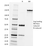 SDS-PAGE - Anti-CD10 Antibody [FR4D11] (A249361) - Antibodies.com
