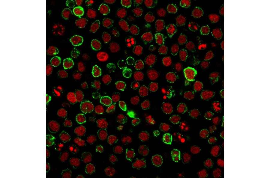 Immunofluorescence - Anti-CD10 Antibody [FR4D11] (A249361) - Antibodies.com