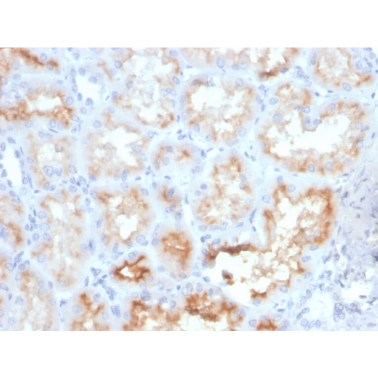 Immunohistochemistry - Anti-CD10 Antibody [MME/4233] (A249363) - Antibodies.com
