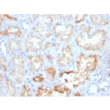 Immunohistochemistry - Anti-CD10 Antibody [MME/4233] (A249363) - Antibodies.com