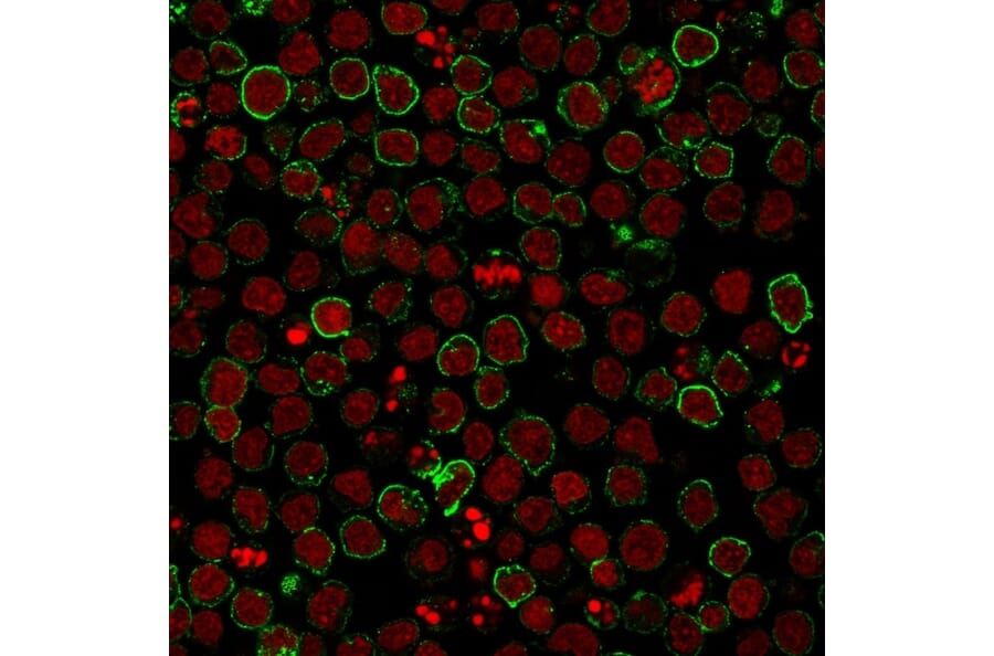 Immunofluorescence - Anti-CD10 Antibody [CB-CALLA] (A249365) - Antibodies.com