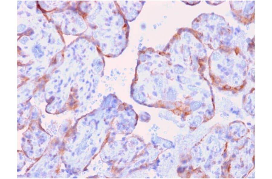 Immunohistochemistry - Anti-MMP3 Antibody [rMMP3/1730] (A249368) - Antibodies.com