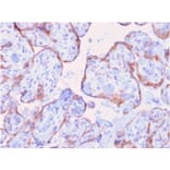 Immunohistochemistry - Anti-MMP3 Antibody [rMMP3/1730] (A249368) - Antibodies.com