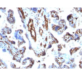 Immunohistochemistry - Anti-Moesin Antibody [MSN/491] (A249383) - Antibodies.com