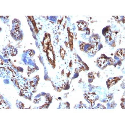 Immunohistochemistry - Anti-Moesin Antibody [MSN/491] (A249383) - Antibodies.com