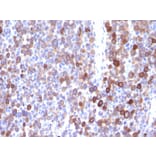 Immunohistochemistry - Anti-Moesin Antibody [MSN/491] (A249383) - Antibodies.com