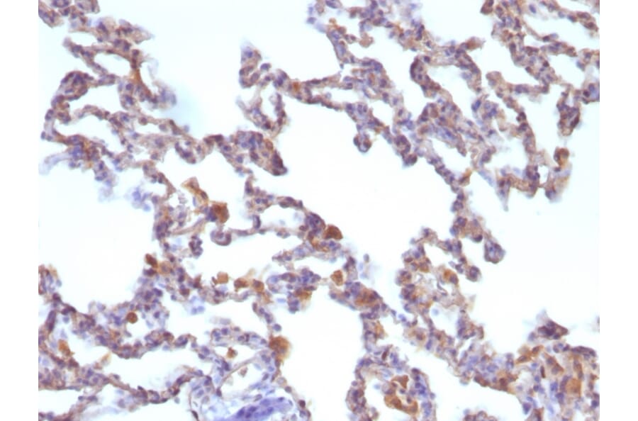Immunohistochemistry - Anti-Moesin Antibody [MSN/491] (A249383) - Antibodies.com