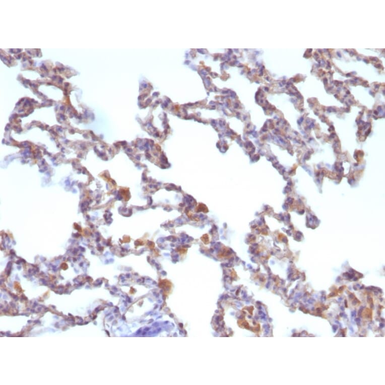 Immunohistochemistry - Anti-Moesin Antibody [MSN/491] (A249383) - Antibodies.com