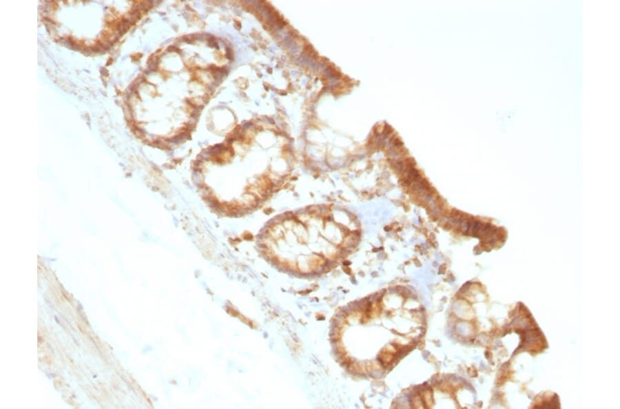 Immunohistochemistry - Anti-Moesin Antibody [MSN/491] (A249383) - Antibodies.com