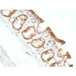 Immunohistochemistry - Anti-Moesin Antibody [MSN/491] (A249383) - Antibodies.com