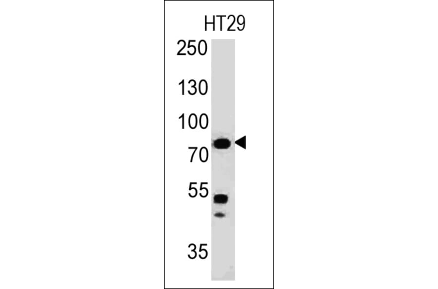 Western Blot - Anti-Moesin Antibody [MSN/491] (A249383) - Antibodies.com
