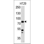 Western Blot - Anti-Moesin Antibody [MSN/491] (A249383) - Antibodies.com